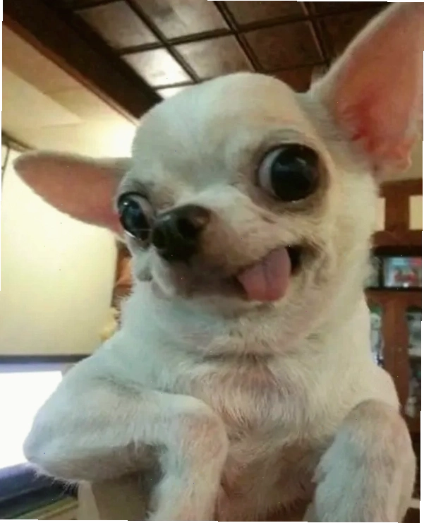 Chihuahua meme đang thể hiện sự giận dữ
