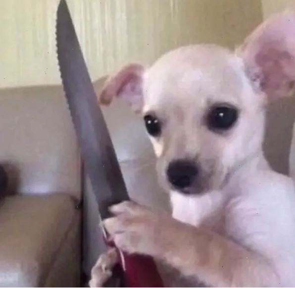 Chihuahua meme đội mũ ngộ nghĩnh