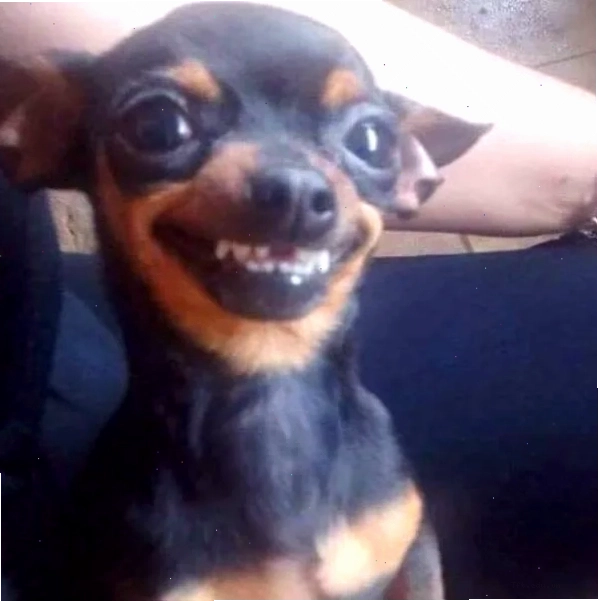 Chihuahua meme lè lưỡi thể hiện sự thích thú