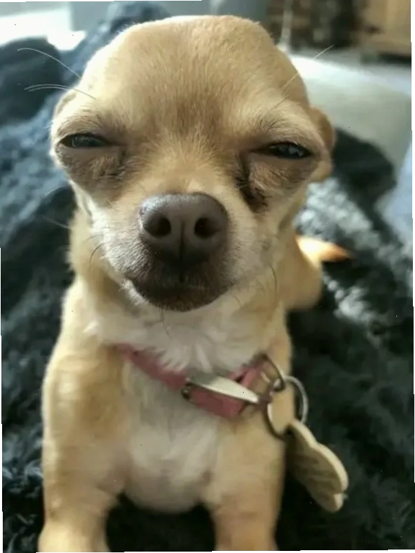 Chihuahua meme lè lưỡi trong khoảnh khắc hài hước