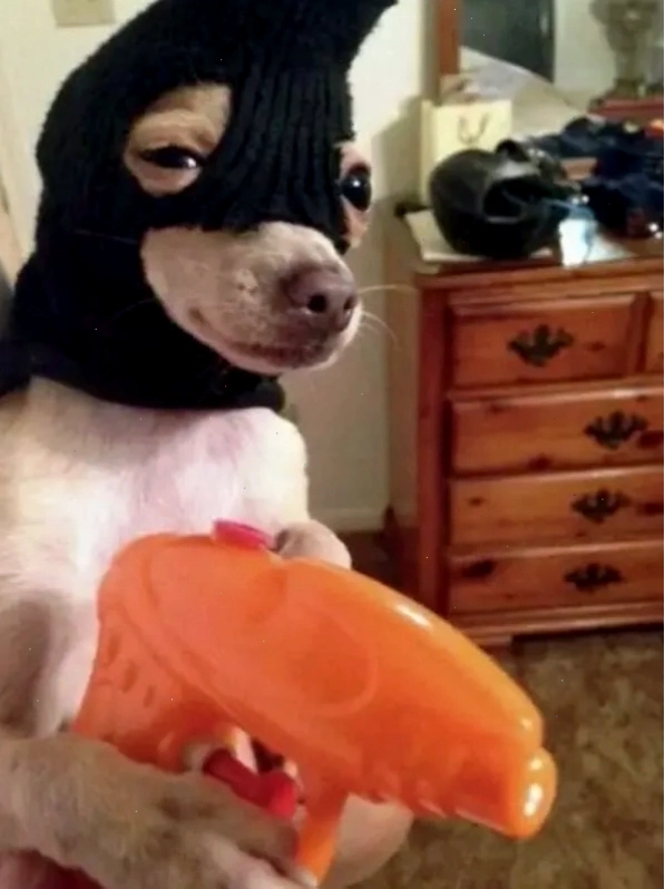 Chihuahua meme smiling với nụ cười toe toét