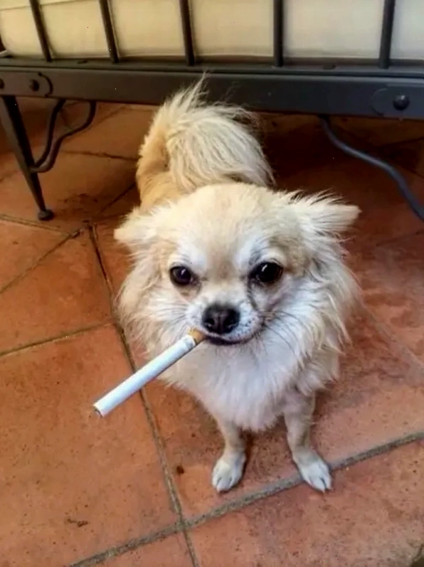 Chihuahua meme trong tình huống hài hước