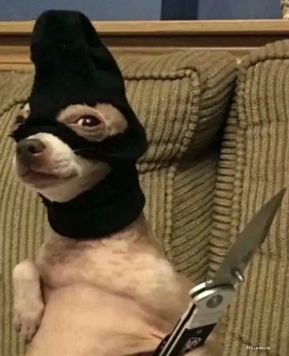 Chihuahua meme với biểu cảm giận dữ đáng yêu