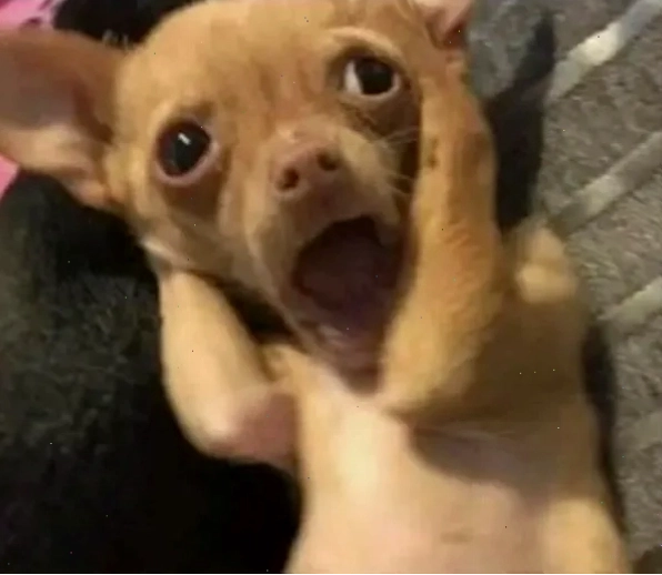 Chihuahua meme với biểu cảm hài hước đặc trưng