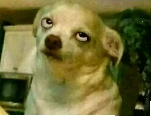 Chihuahua meme với biểu cảm khó đỡ