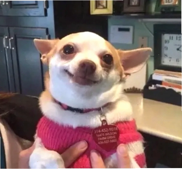 Chihuahua meme với biểu cảm ngạc nhiên dễ thương