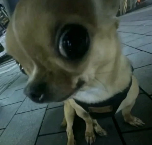 Chihuahua meme với bộ trang phục hài hước