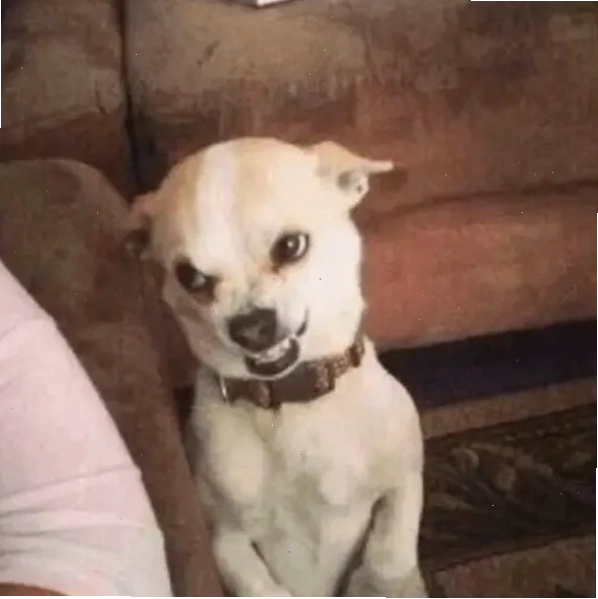 Chihuahua meme với khuôn mặt biểu cảm độc đáo