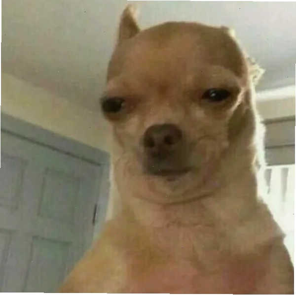 Chihuahua meme với khuôn mặt buồn bã