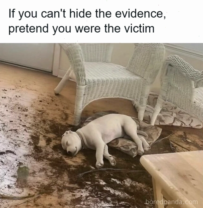 Chó con bám đầy bùn đất dưới ghế tạo nên animal meme hài hước