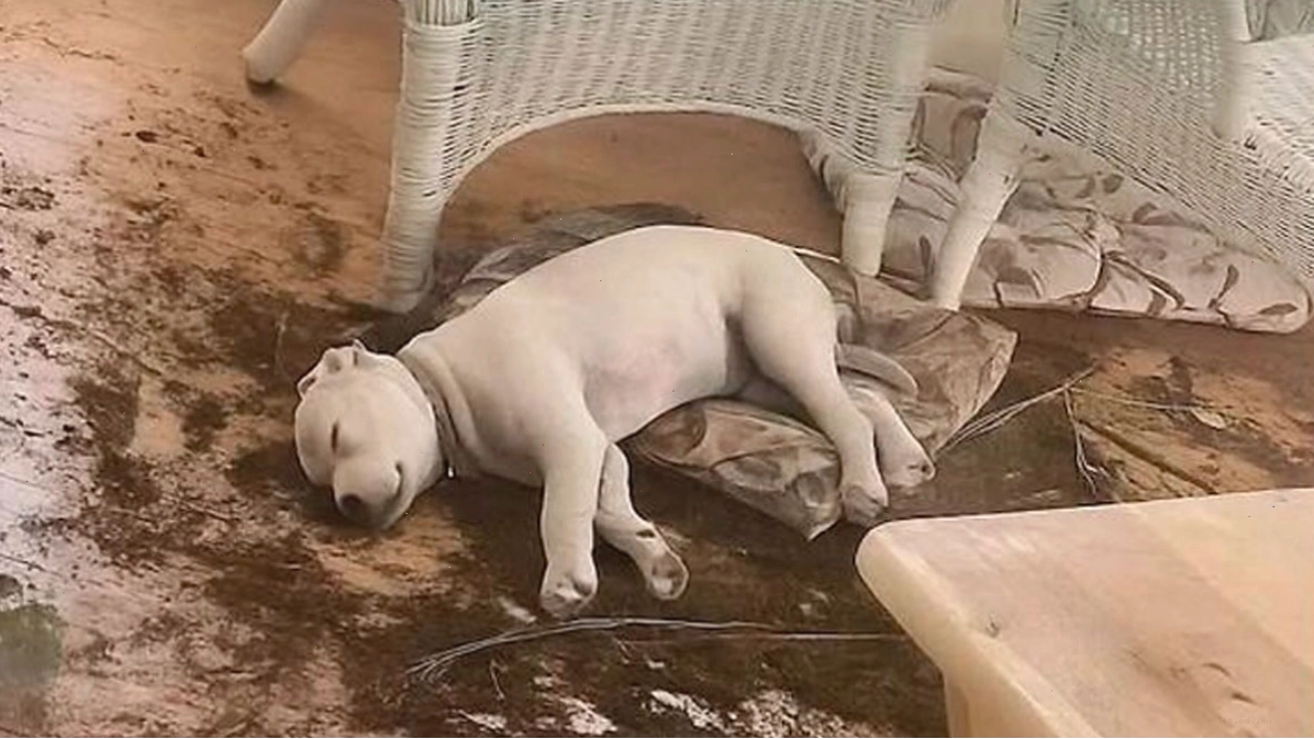 Chó con buồn ngủ dưới ghế tạo nên một animal meme đáng yêu