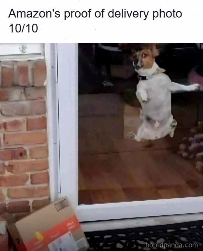 Chó con hào hứng khi nhận gói hàng Amazon qua cửa kính, một animal meme hài hước