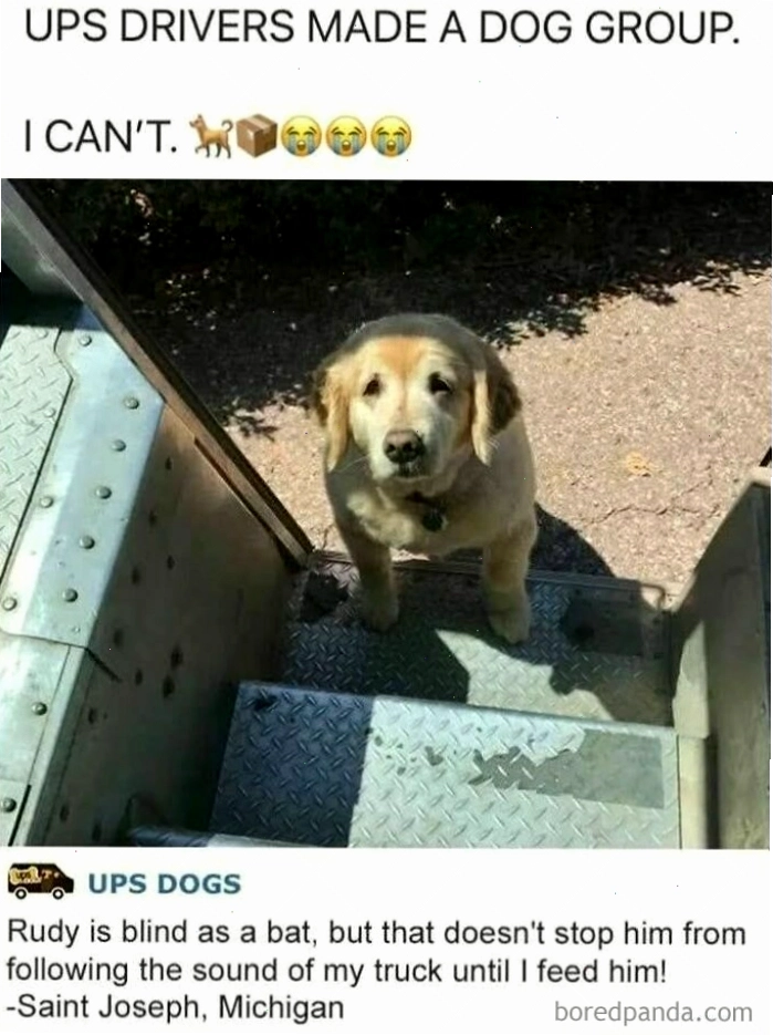 Chó Golden Retriever đứng trên bậc thang xe tải tạo nên animal meme về tài xế UPS
