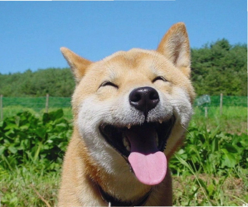 Chó meme đang thể hiện sự bất lực