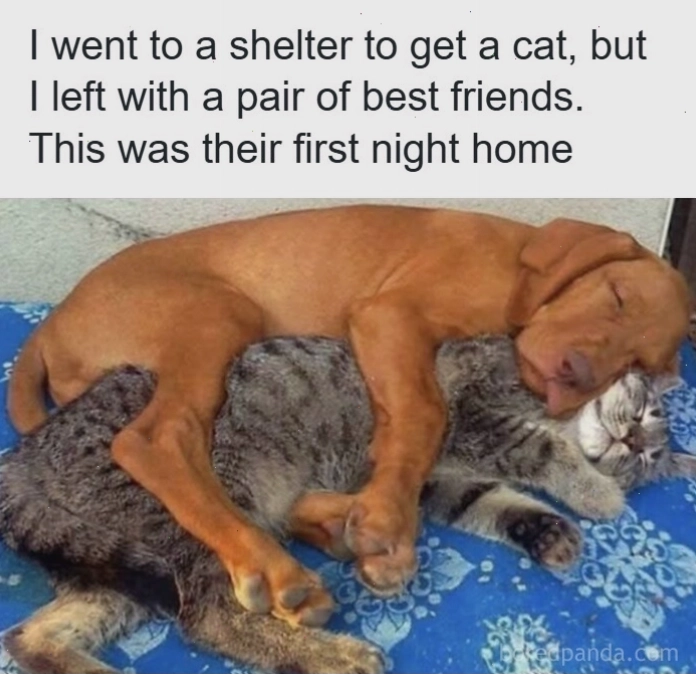 Chó và mèo âu yếm nhau là một hình ảnh animal meme về tình bạn