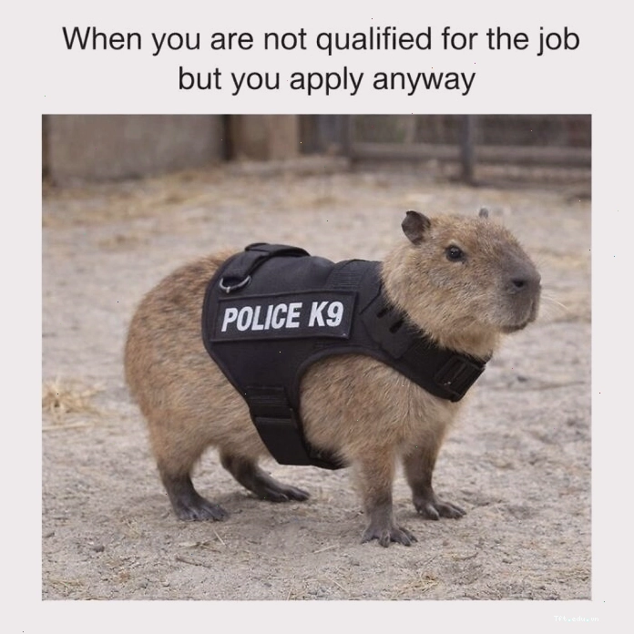 Chú Capybara ngồi cạnh một con vịt con
