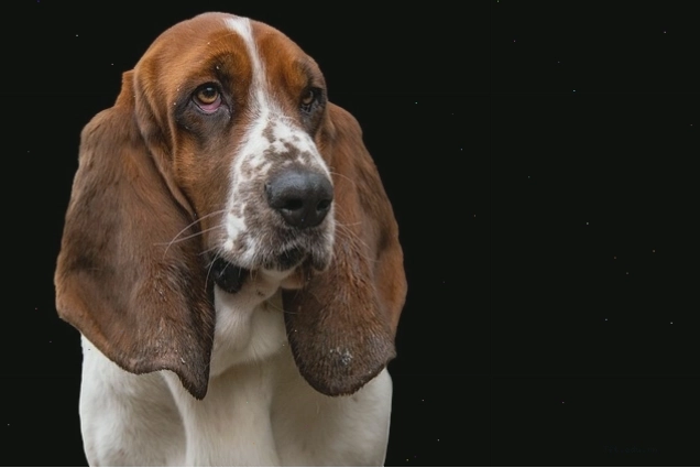 Chú chó Basset Hound với vẻ mặt đặc trưng