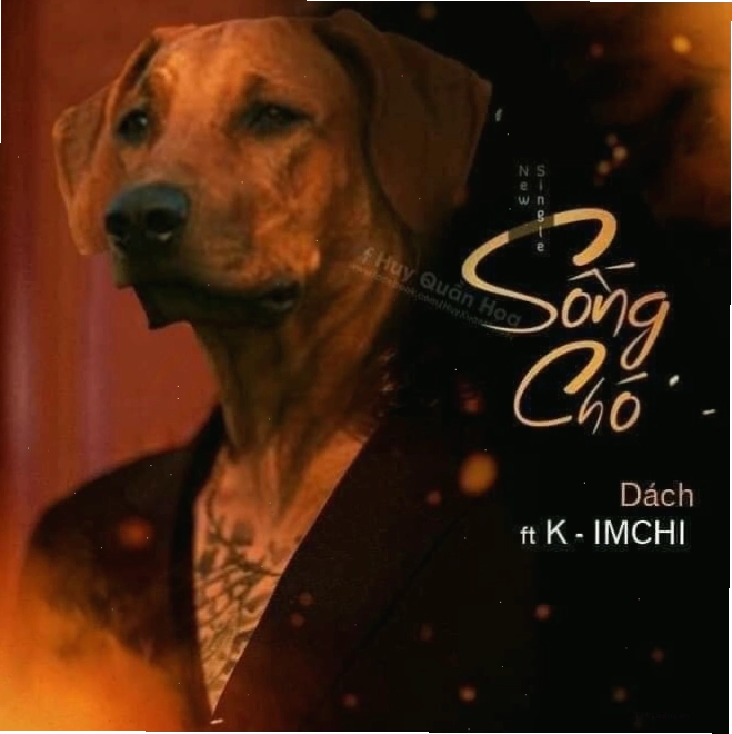 Chú chó với biểu cảm ngạc nhiên cực độ trong ảnh meme