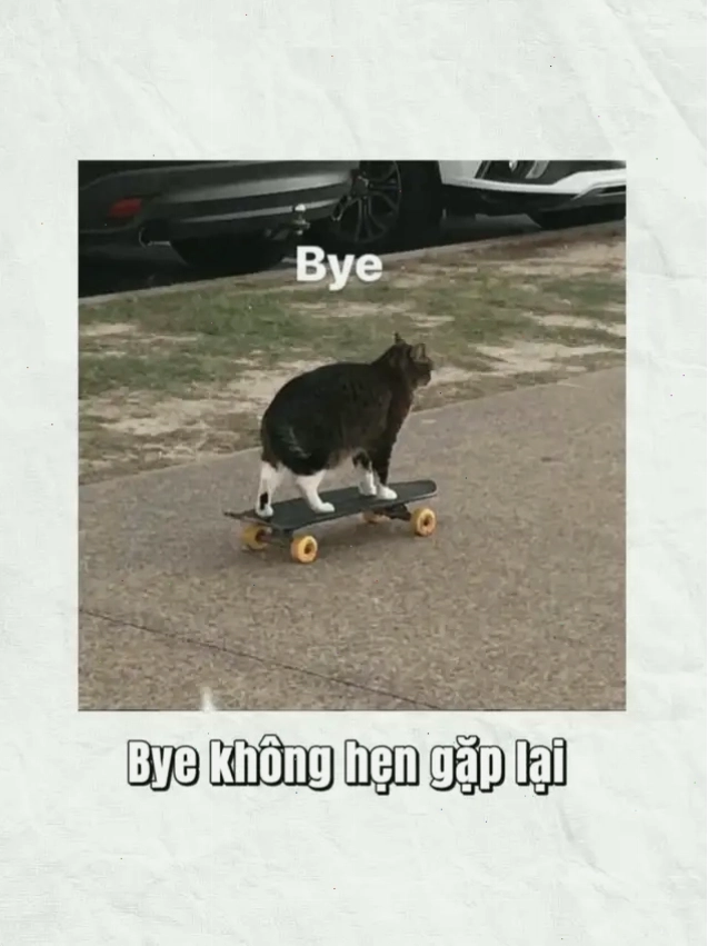 Chú mèo béo trên ván trượt với dòng chữ "Bye không hẹn gặp lại"