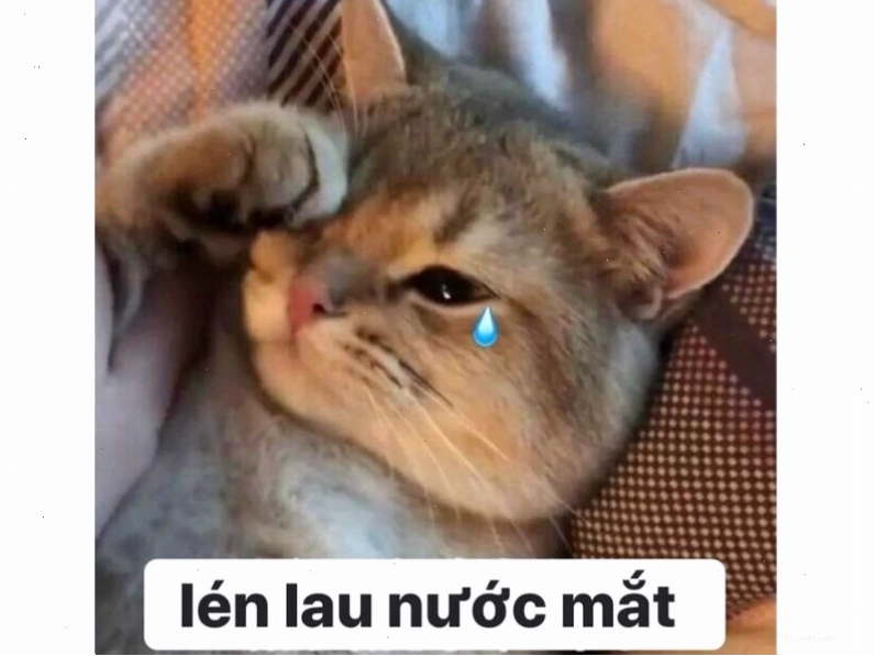 Chú mèo đang 