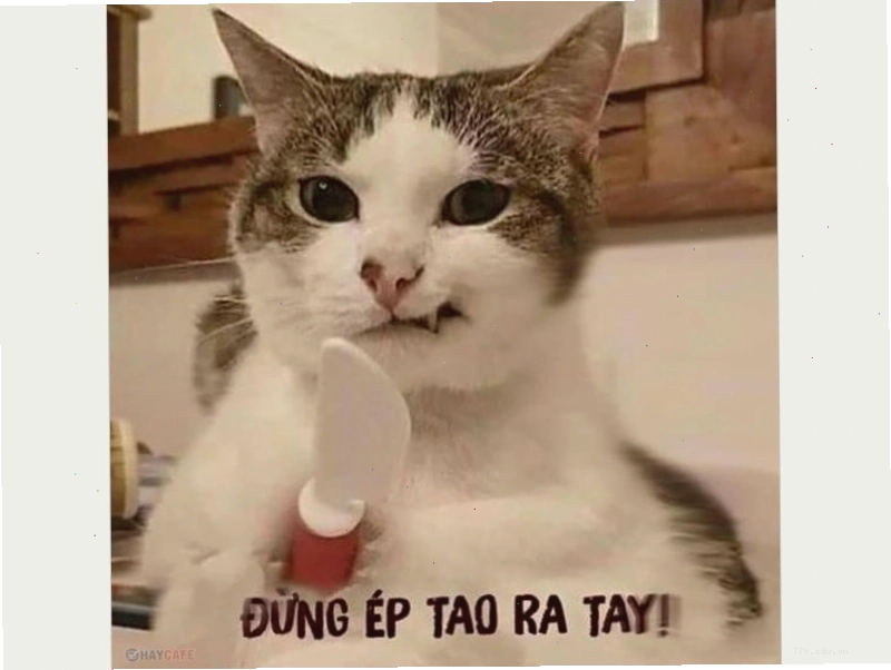 Chú mèo với ánh mắt 
