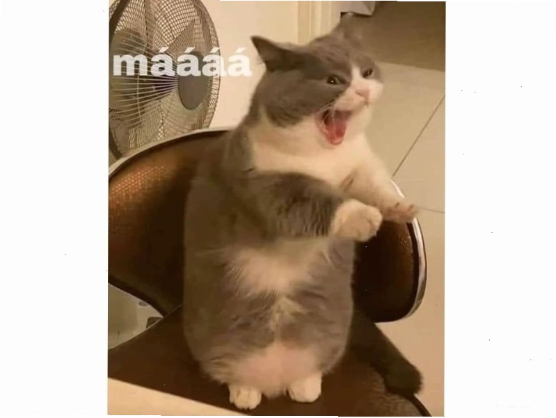 Chú mèo với vẻ mặt 