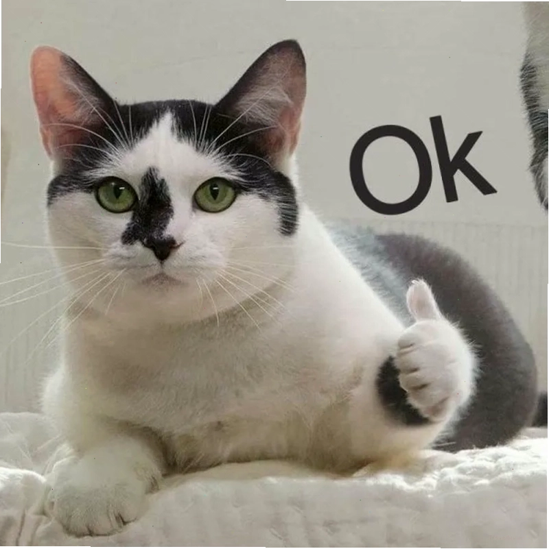 Dễ thương khó cưỡng với meme mèo ok siêu cấp đáng yêu