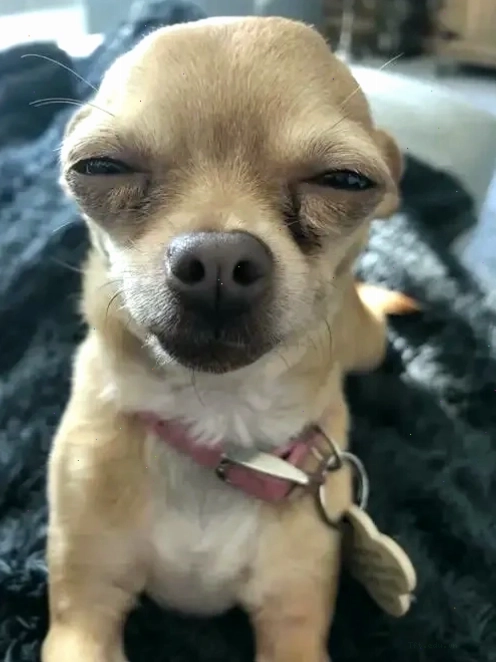Giải thích về Chihuahua meme