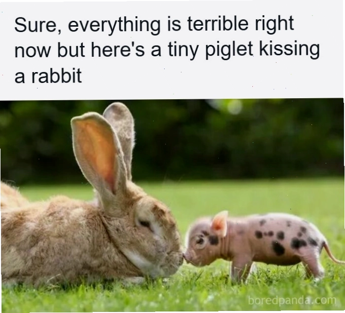Heo con hôn thỏ tạo nên animal meme dễ thương