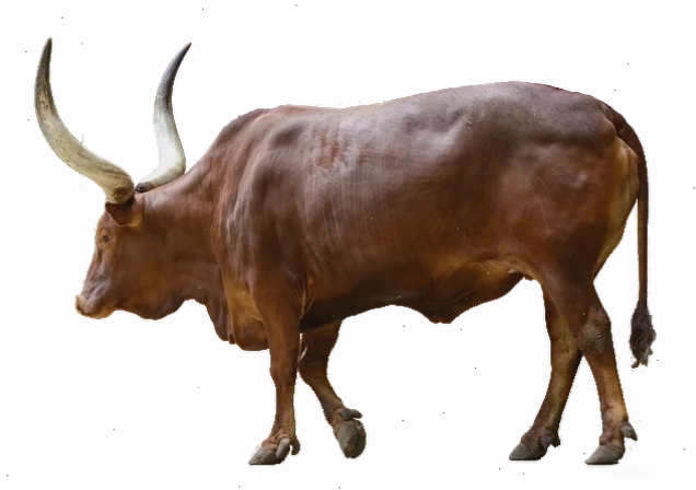 Hình ảnh 3D con trâu đực mạnh mẽ trong môi trường tự nhiên