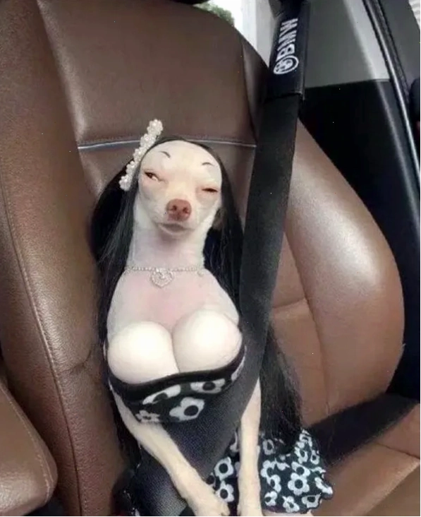 Hình ảnh chihuahua meme đang suy tư