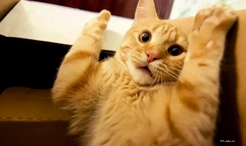 Hình biểu cảm vô tri của mèo trong avatar meme