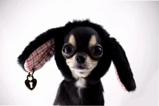 Hình nền con chó Chihuahua nhỏ nhắn, tinh nghịch