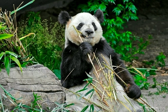 Hình nền điện thoại gấu trúc đang ăn tre