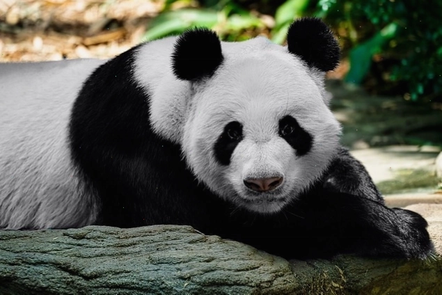 Hình nền điện thoại gấu trúc đáng yêu tại vườn bách thú