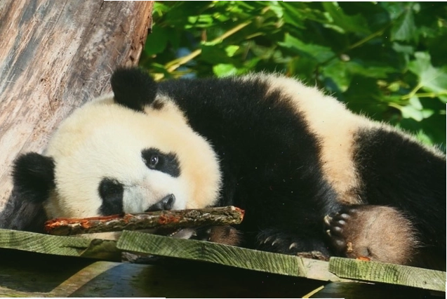 Hình nền điện thoại gấu trúc panda đang chơi đùa