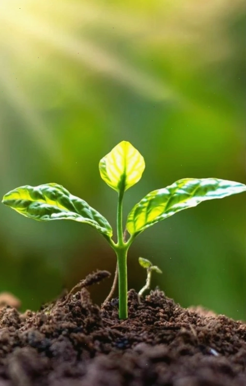 Hình nền điện thoại màu tím tượng trưng cho sự may mắn và quyền lực của người mệnh Thổ, tương sinh với mệnh Hỏa