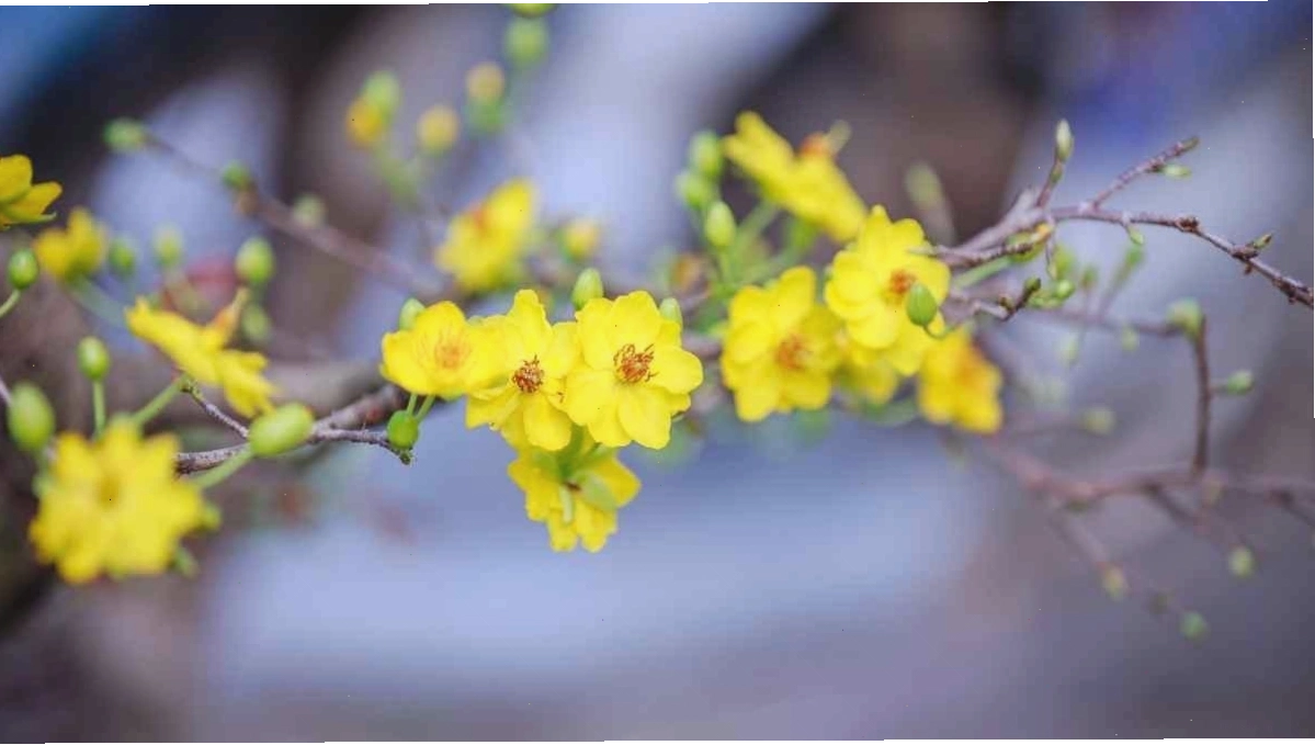 Hình nền hoa mai nở rộ trong nắng sớm