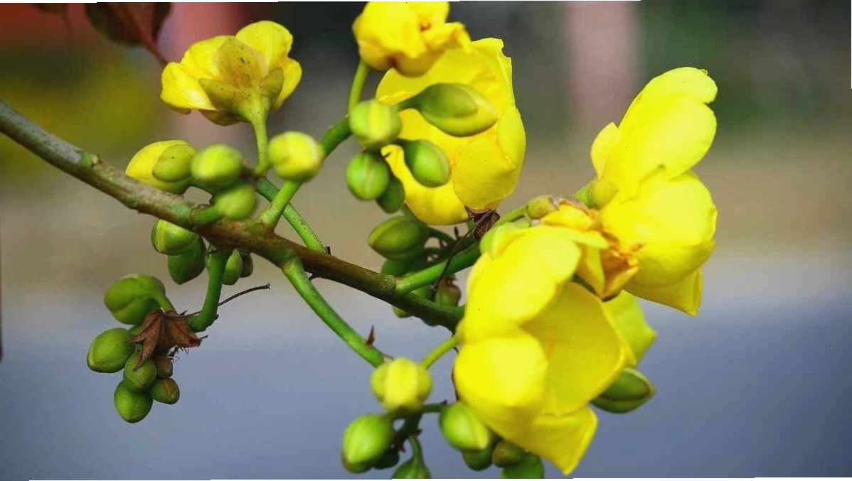 Hình nền hoa mai vàng rực rỡ khoe sắc đón Tết