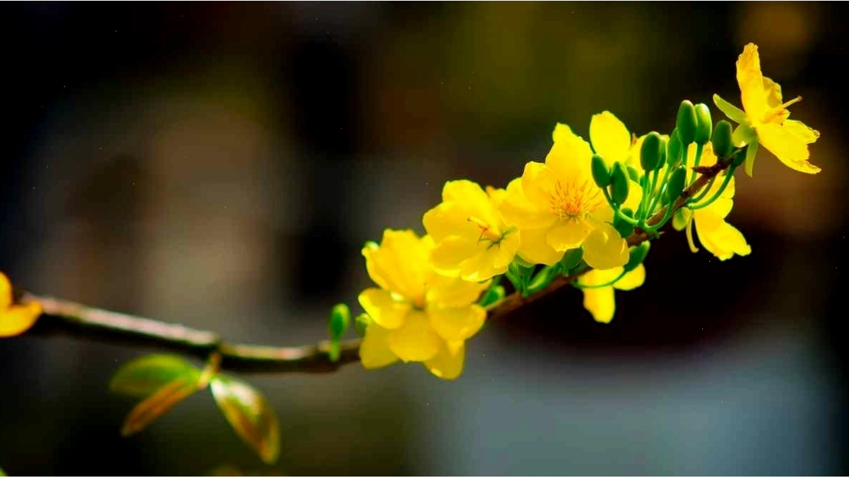Hình nền hoa mai với phong cách tối giản