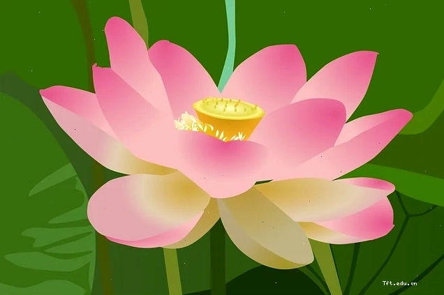 Hình nền hoa sen hồng với những cánh hoa nở rộ