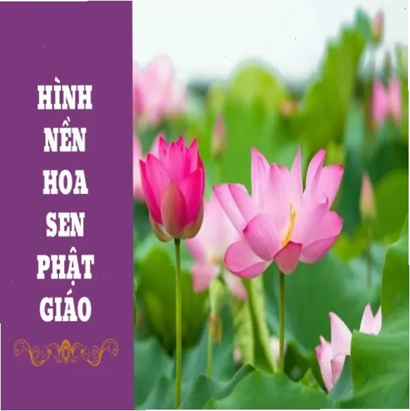Hình nền hoa sen kết hợp với hình ảnh Phật giáo
