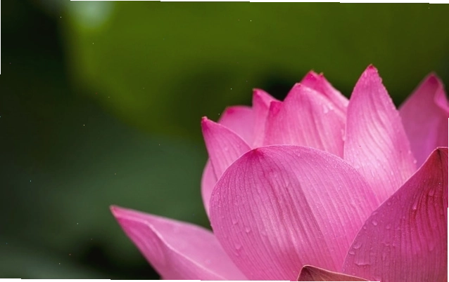 Hoa sen hồng với những giọt sương lấp lánh