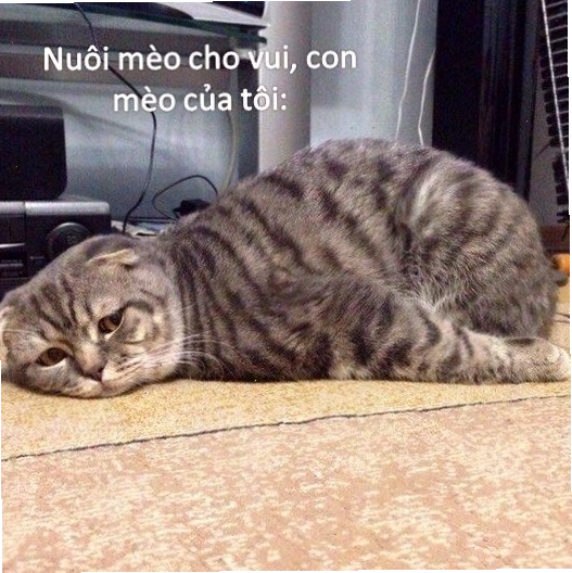 Meme buồn hài hước với biểu cảm khóc lóc