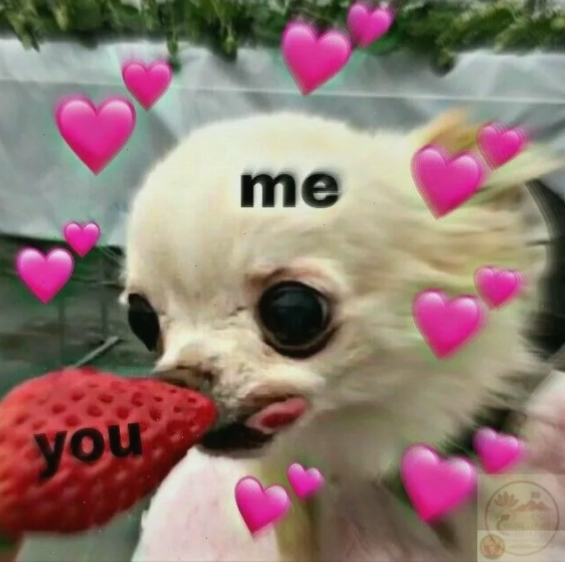 Meme chihuahua đáng yêu với đôi mắt to tròn