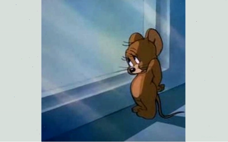 Meme Jerry ngượng ngùng