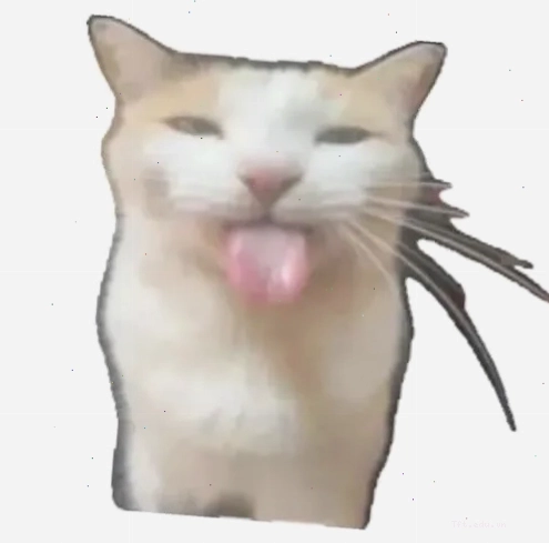 Meme lêu lêu chọc quê với chú mèo có biểu cảm khinh khỉnh