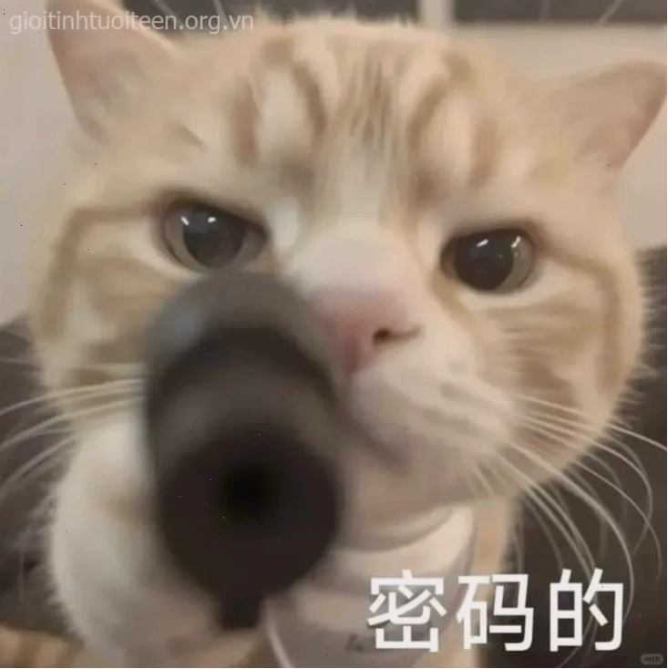 Meme mèo cầm súng với ánh mắt nghiêm túc lạnh lùng