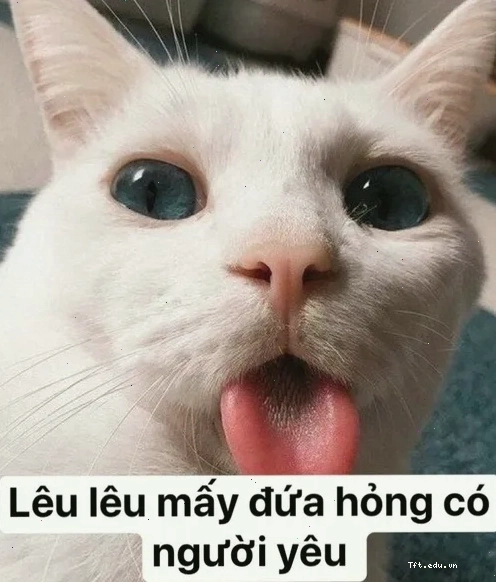 Meme mèo lè lưỡi lêu lêu với biểu cảm tinh nghịch đáng yêu