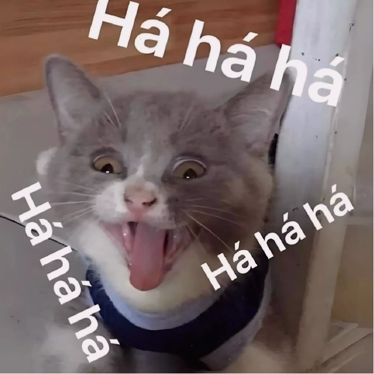 Meme mèo với biểu cảm cười đểu nhe răng siêu hài hước